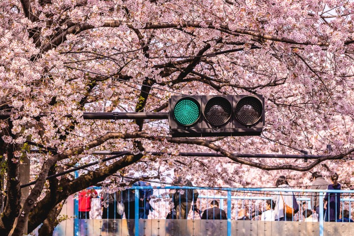 AGP, AGP Favorite, Alex G Perez, Asia, Cherry Blossoms, Japan, Sakura, Spring, Tokyo, Travel, www.AGPfoto.com